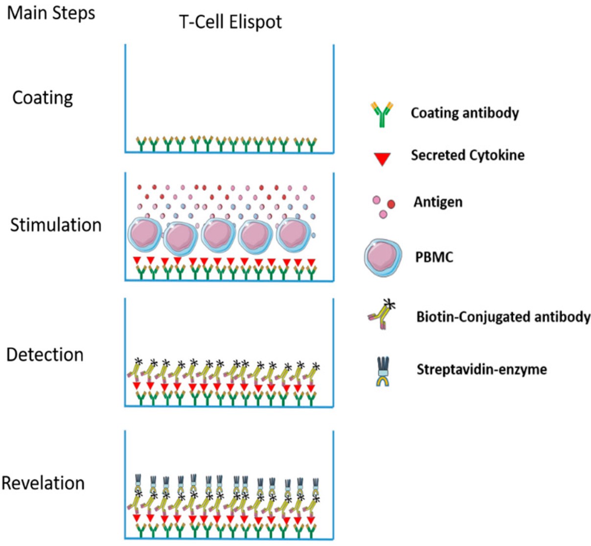 Fig.2 CTL ELISPOT assay steps. (Lima-Junior, Fernanda Nazaré & Fátima, 2017)