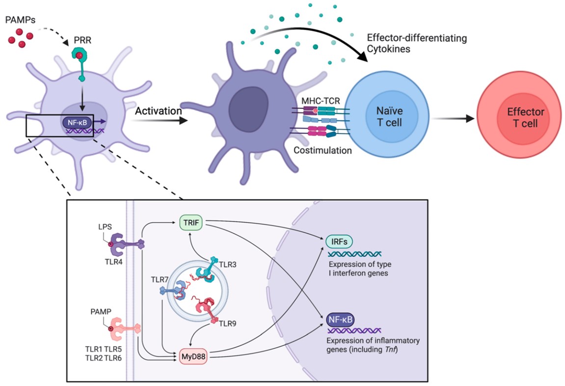 Fig.1 Activation of cDCs by microbial components enables effector T cell priming. (Bourque & Daniel, 2023)