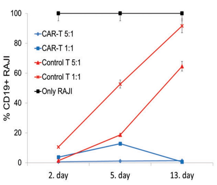 Fig.2 In vitro cytotoxicity assay of the produced CAR-T cells. (Taştan, et al., 2020)
