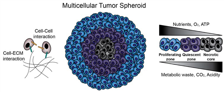 Multicellular tumor spheroids (MCTS) biology.