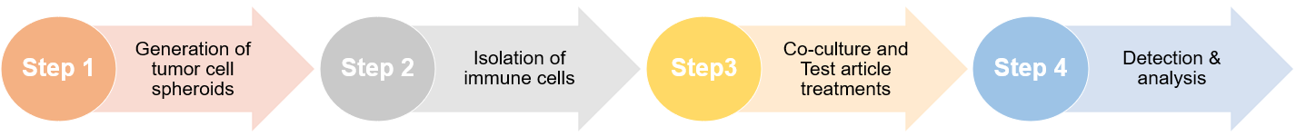 The workflow of our immune cells-mediated spheroid tumor-killing (3D) assay.