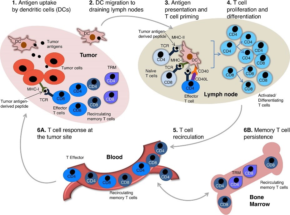 The circuit of anti-tumor T cell immunity.