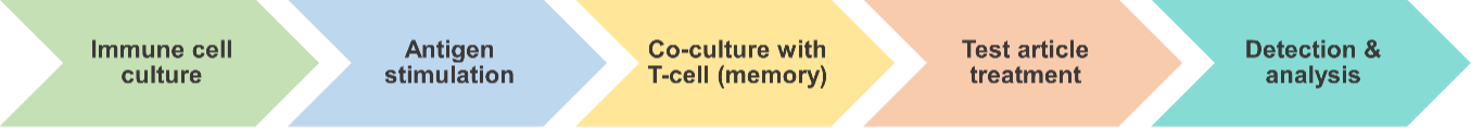 Workflow of antigen-specific T-cell recall assay.