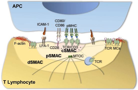 Fig.1 Immunological synapse formation. (Capitani & Cosima, 2022)