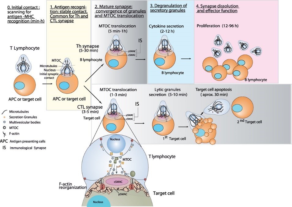 Imaging secretory traffic polarization at immune synapses of living T lymphocytes.
