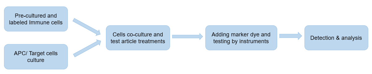 Our immune synapse formation assay workflow.