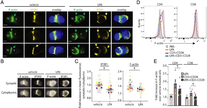IP3R1 localizes to the immune synapse of antigen-specific conjugates.