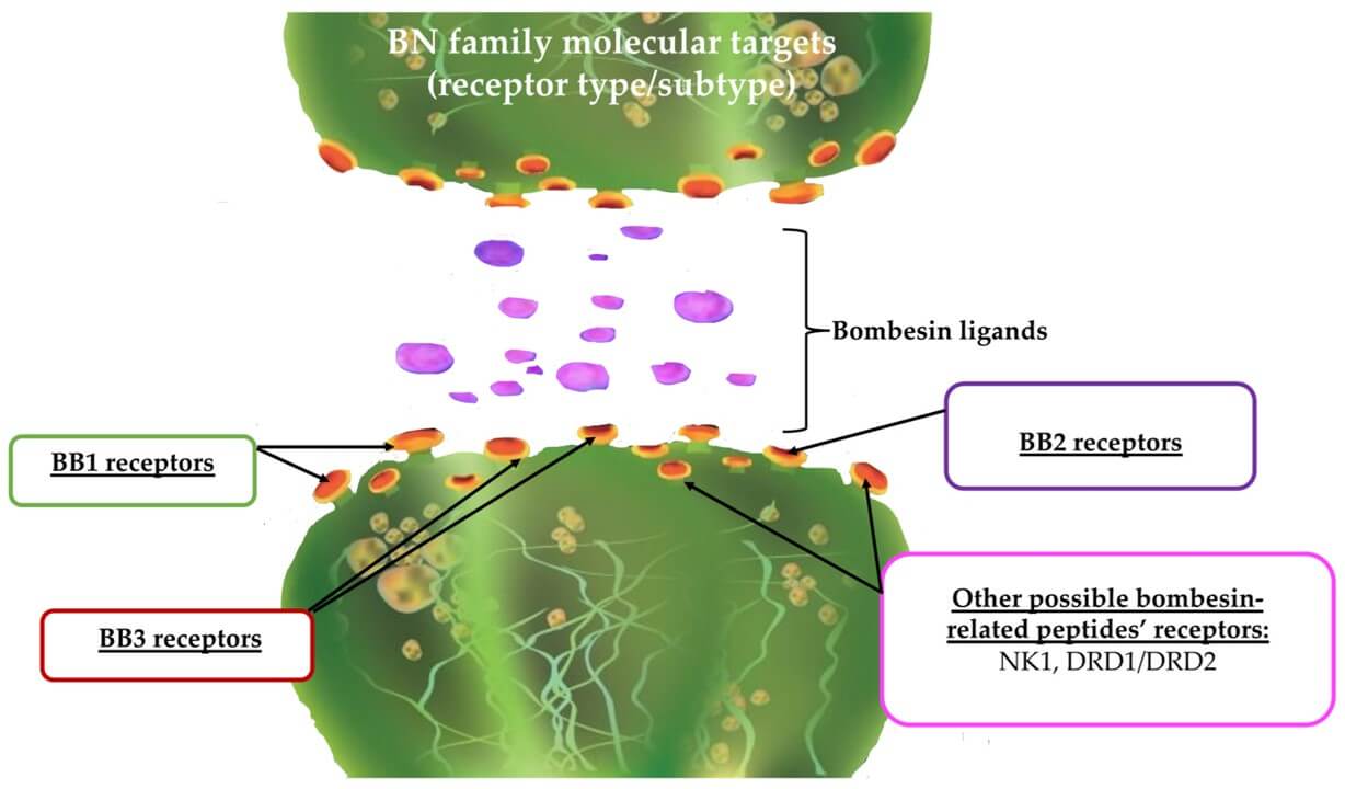 Fig.1 Molecular targets (receptors) for the BN family.