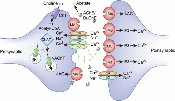 Fig. 1 Schematic representation of a hypothetical cholinergic synapse illustrating general synaptic localization and function of cholinergic receptors relevant to schizophrenia. (Jones, Nellie & Michael, 2012)