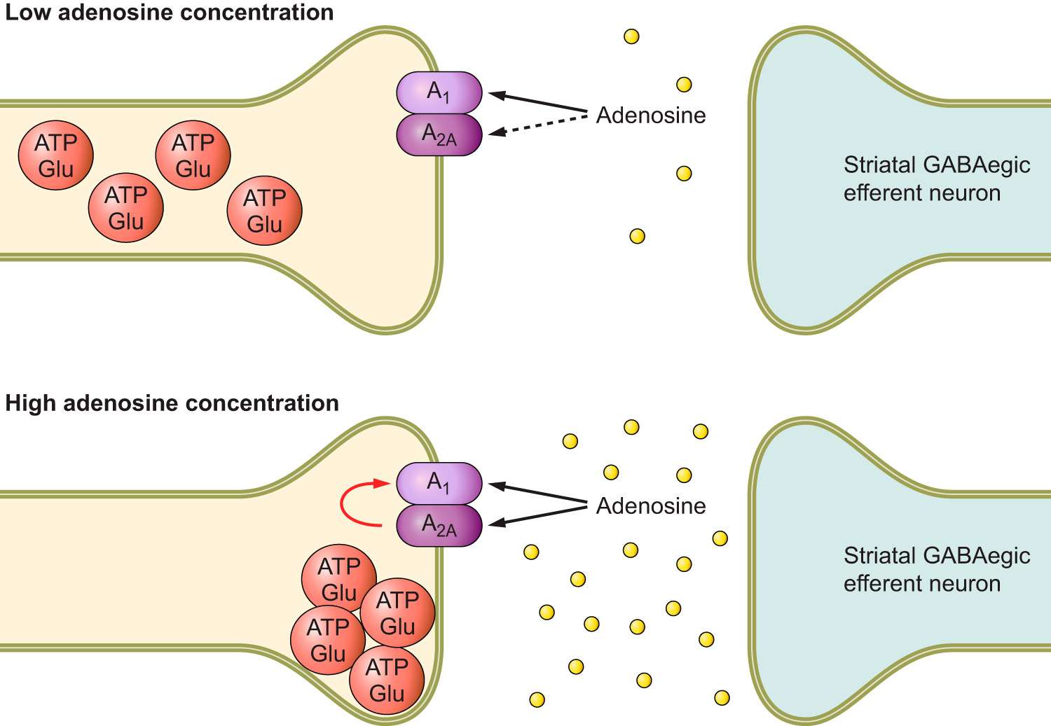 Adenosine sensor A1AR-A2AAR heteromer schematic