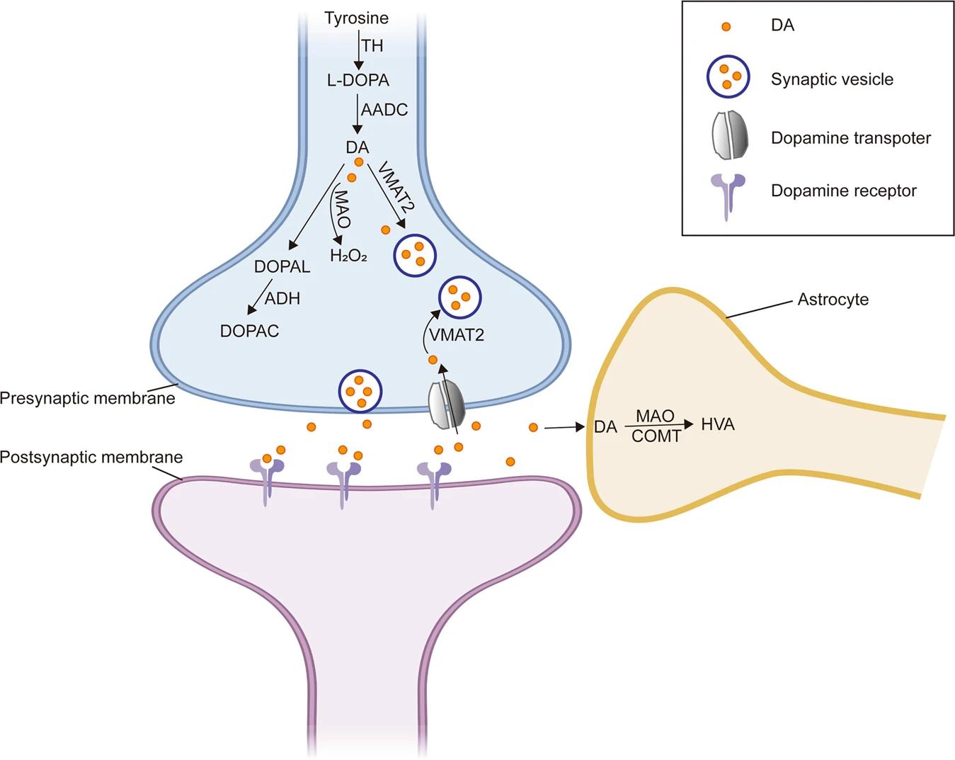 Dopamine receptors mediating dopamine metabolism in dopaminergic neurons
