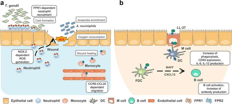 FPRs' regulatory functions in gastrointestinal (GI) immune responses