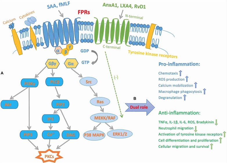 Inflammatory signaling pathways of FPRs