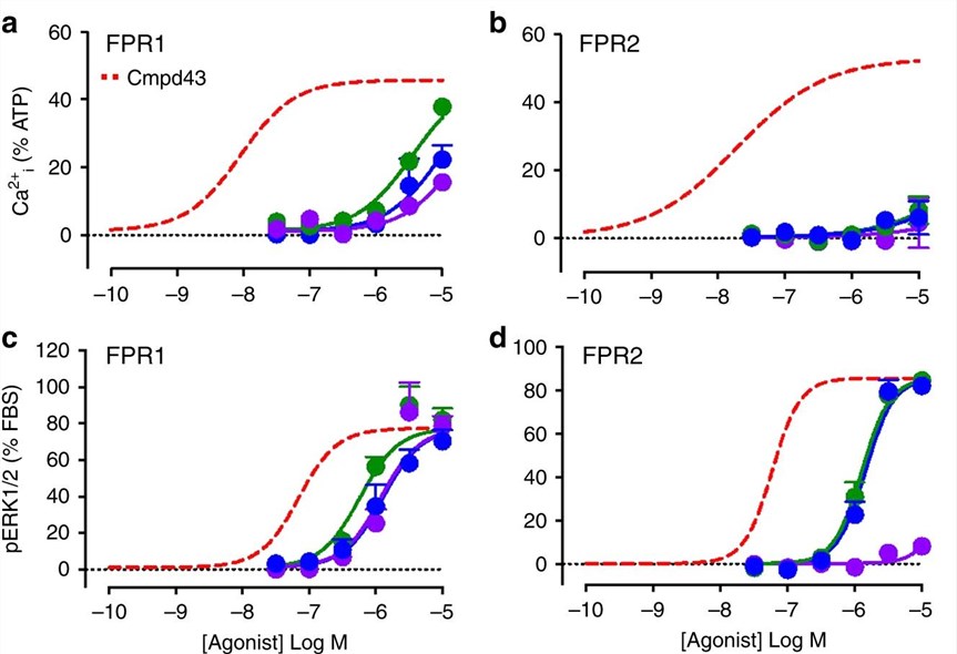 R, S-(±)Cmpd17b and its enantiomers' signaling fingerprint in CHO cells stably expressing hFPRs