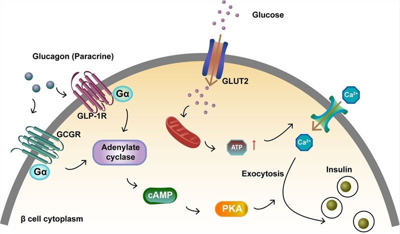 The activation of glucagon receptors