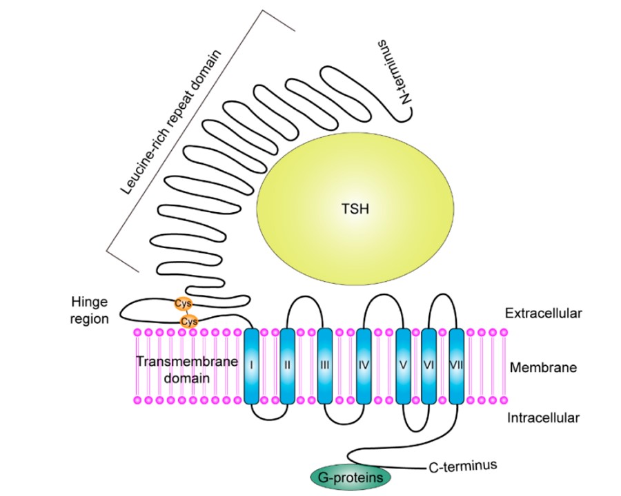 Fig.1 Folded structure of TSHR protein. (Chu & Chau-Ting, 2020)