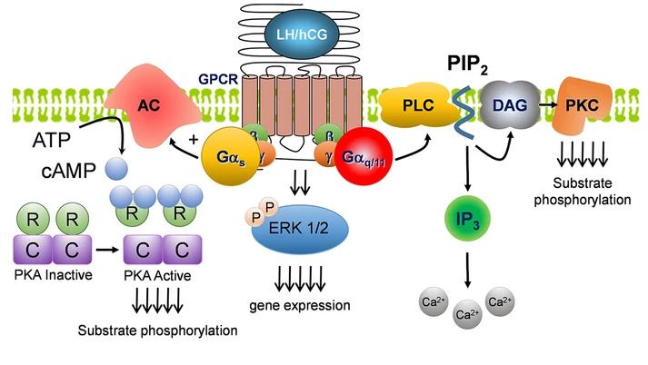 Signaling pathways downstream of LHCGR
