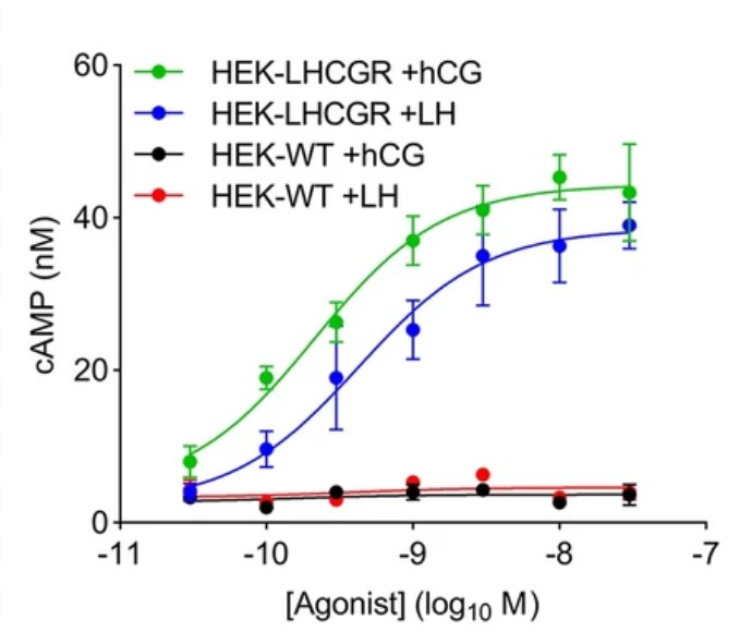 cAMP responses to hCG and LH in HEK-WT and HEK-LHCGR cells