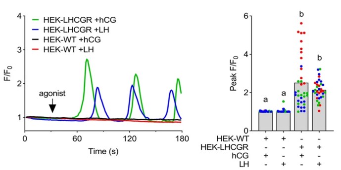 Ca2+ signals in HEK-WT and -LHCGR cells after hCG and LH treatment, respectively
