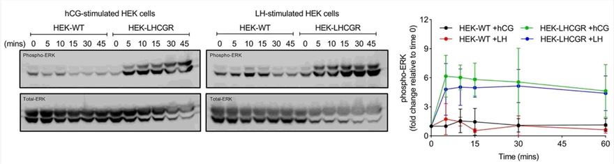 The effects of hCG and LH on phospho-ERK levels in wild-type and LHCGR-expressing HEK cells