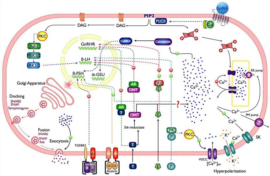 The signaling pathway of GnRH receptor