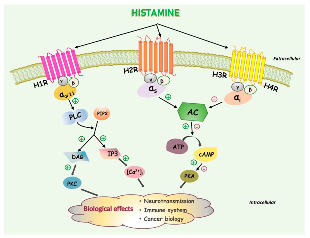 The signaling pathway of histamine receptors