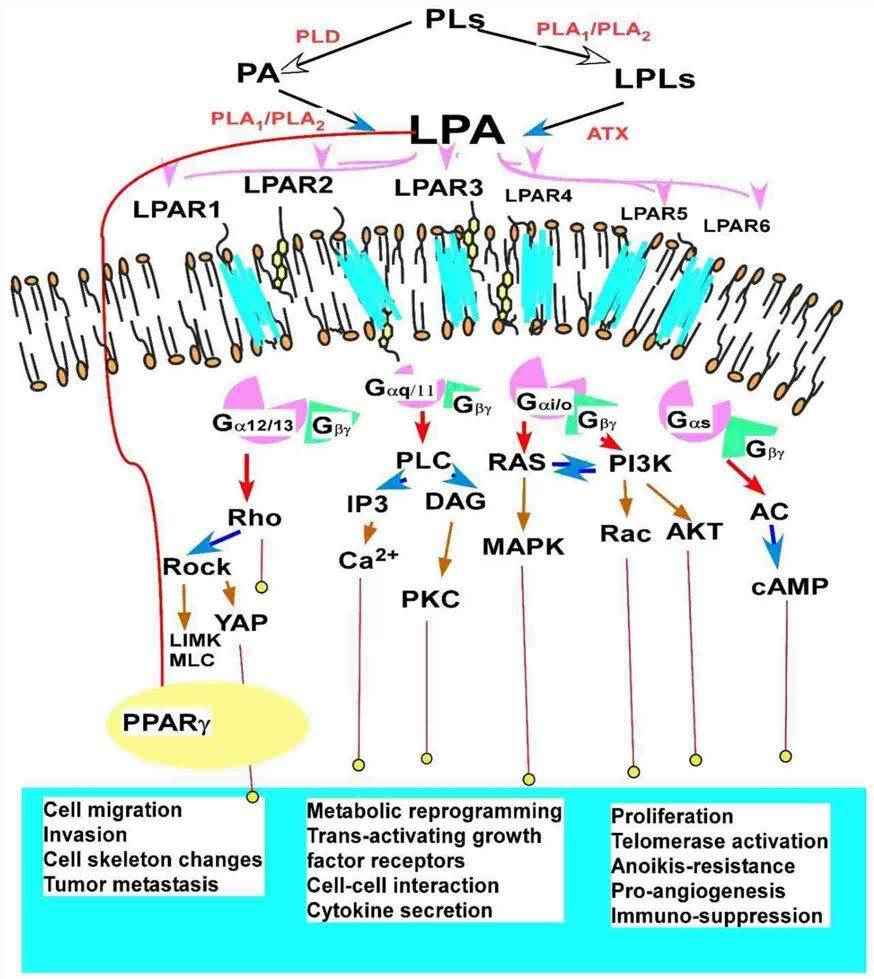 Signaling pathways and functions of lysophospholipid (LPA) receptors