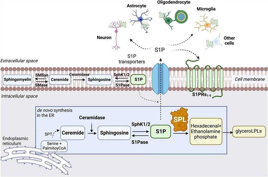 The catalytic cycle of sphingosine-1-phosphate signaling