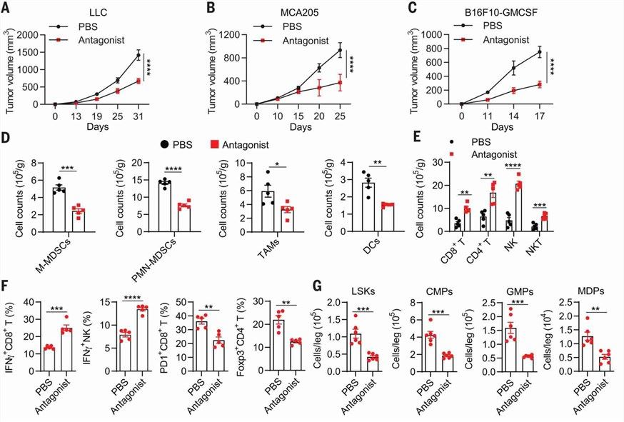 MC5R antagonism enhances antitumor immunity