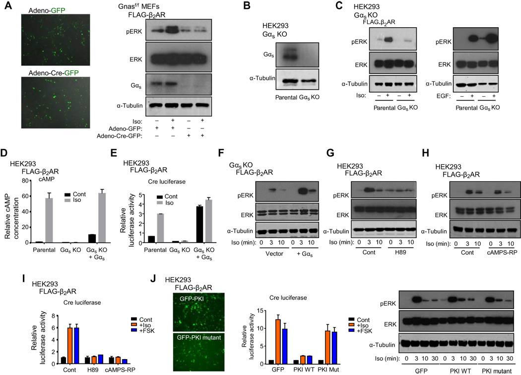 The role of Gαs in β2AR-mediated ERK phosphorylation