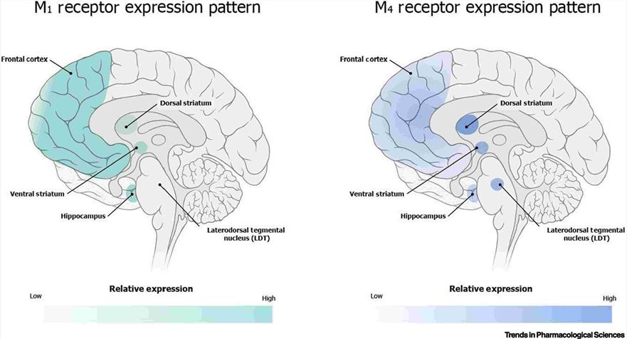 M1 and M4 muscarinic acetylcholine receptors (mAChRs) expression in brain areas associated with psychosis