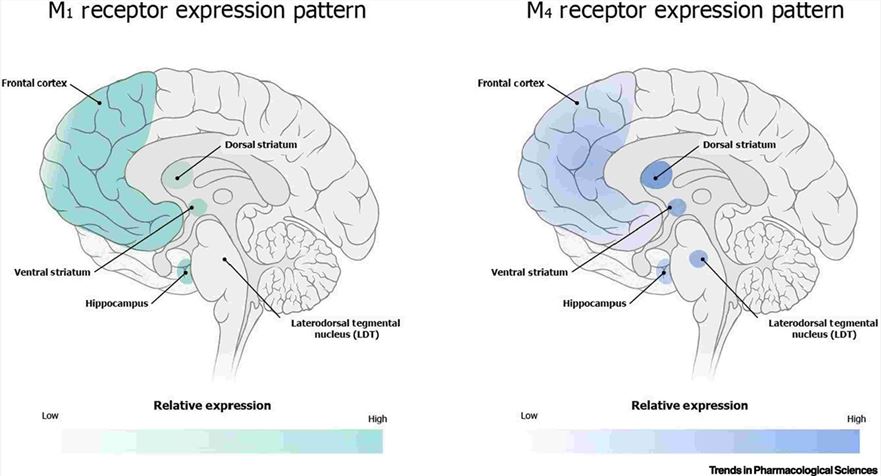 M1 and M4 muscarinic acetylcholine receptors (mAChRs) expression in brain areas associated with psychosis