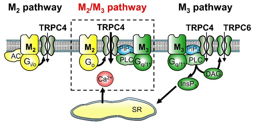Fig.2 Muscarinic signaling pathways leading to TRP-like cationic channel opening in ileal myocytes. (Tanahashi, et al., 2021)
