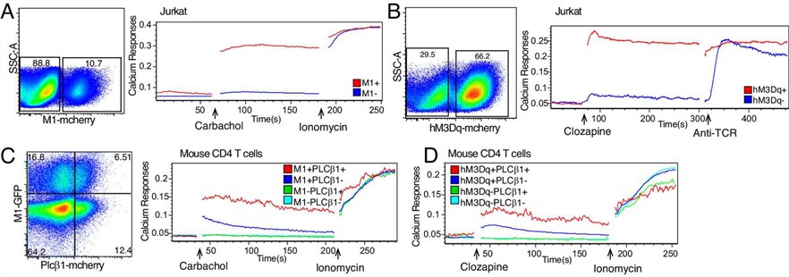 PLCβ1 significantly improves calcium responses in primary T cells with active muscarinic receptors