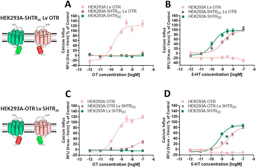 Co-expression of the OTR and 5-HTR2C