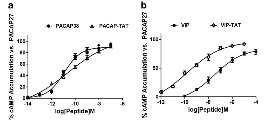 cAMP accumulation induced by ligands activates PAC1-R
