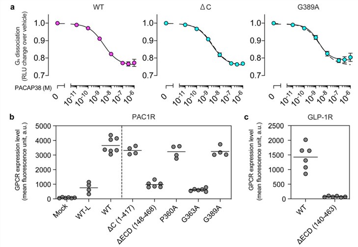 Functional characterization of mutant PAC1 receptors