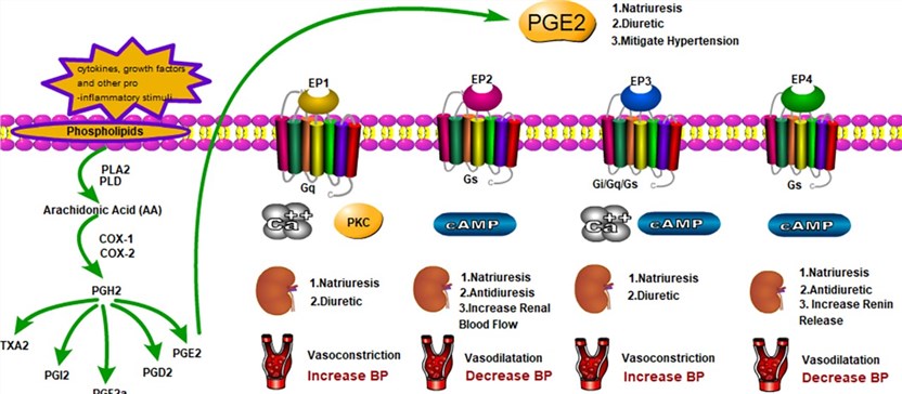 The EPs' role in PGE2 production and related functions in fluid homeostasis and blood pressure