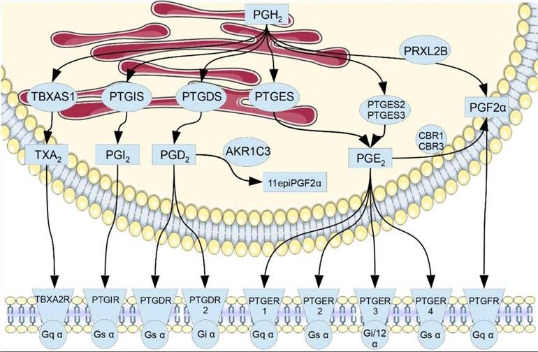 The signaling pathway of prostanoid receptors scheme