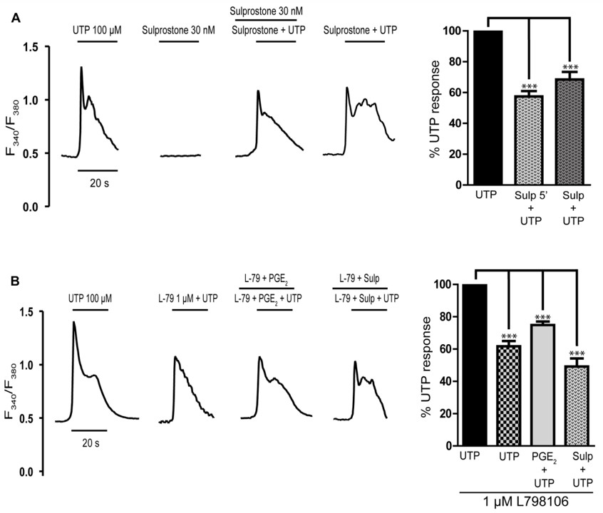 Modulation of UTP calcium responses by EP3 receptor ligands in rat cerebellar astrocytes