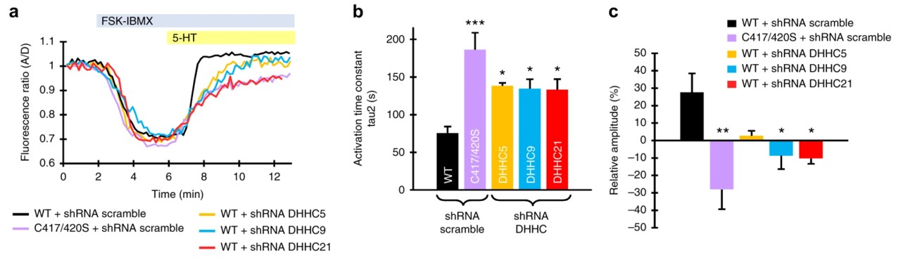 ZDHHC knockdown affects 5-HT1AR-mediated signaling