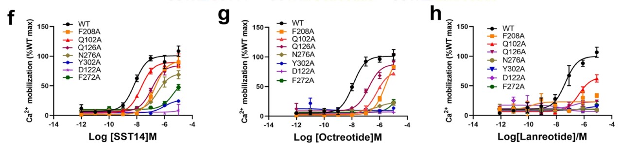 Comparison of Ca2+ accumulation in WT SSTR2 with SST14 and two short cyclic SST analogue mutants