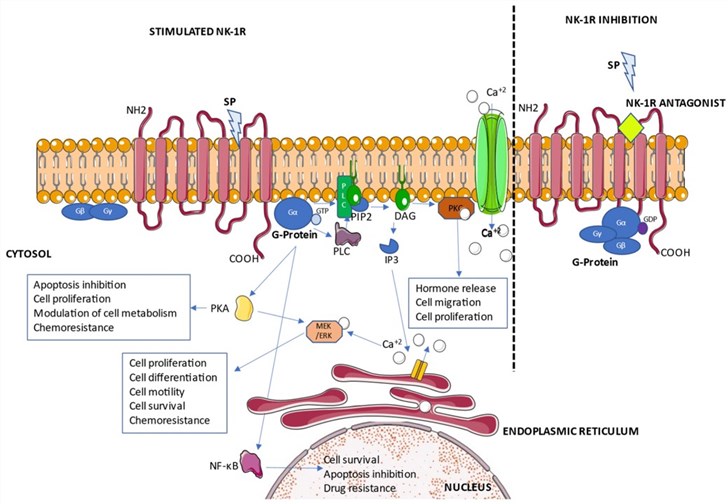 Pathways of chemoresistance-related NK-1R signaling