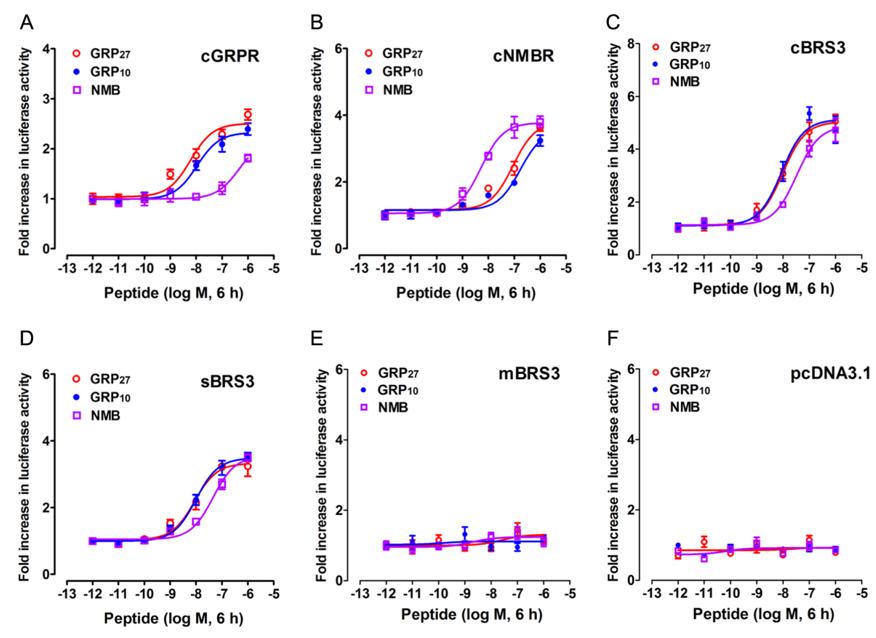The results of luciferase reporter assay in function characterization of chicken NMBR, BRS3, and GRPR