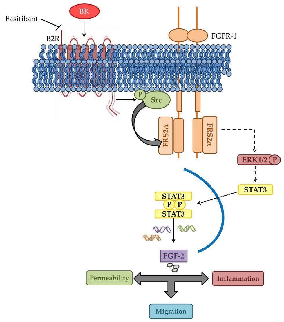 Bradykinin B2 receptor contributes to inflammatory responses in human endothelial cells
