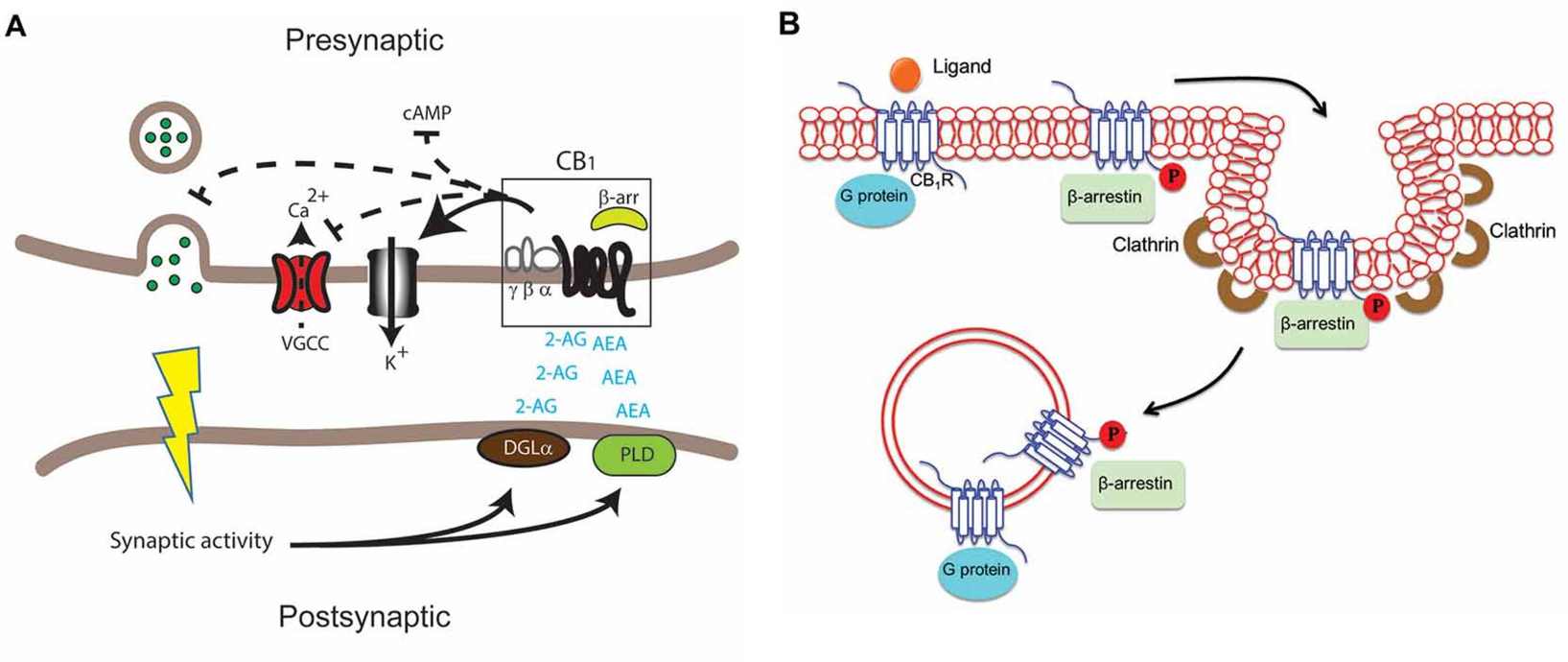 Signaling pathway of cannabinoid receptors