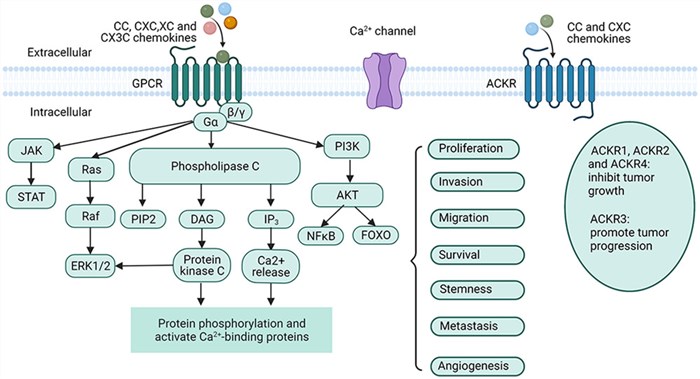 Chemokine receptors signaling pathway