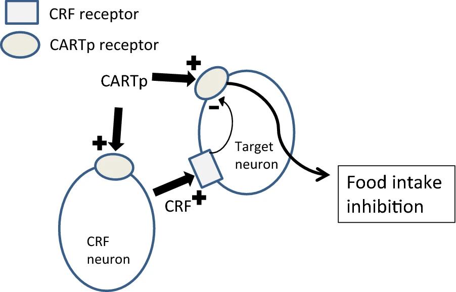 A mechanism for CARTp–CRF receptor interactions to affect feeding