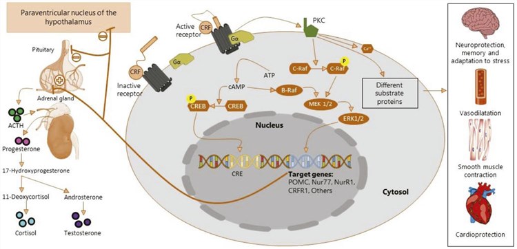 The signaling pathway of CRF receptors
