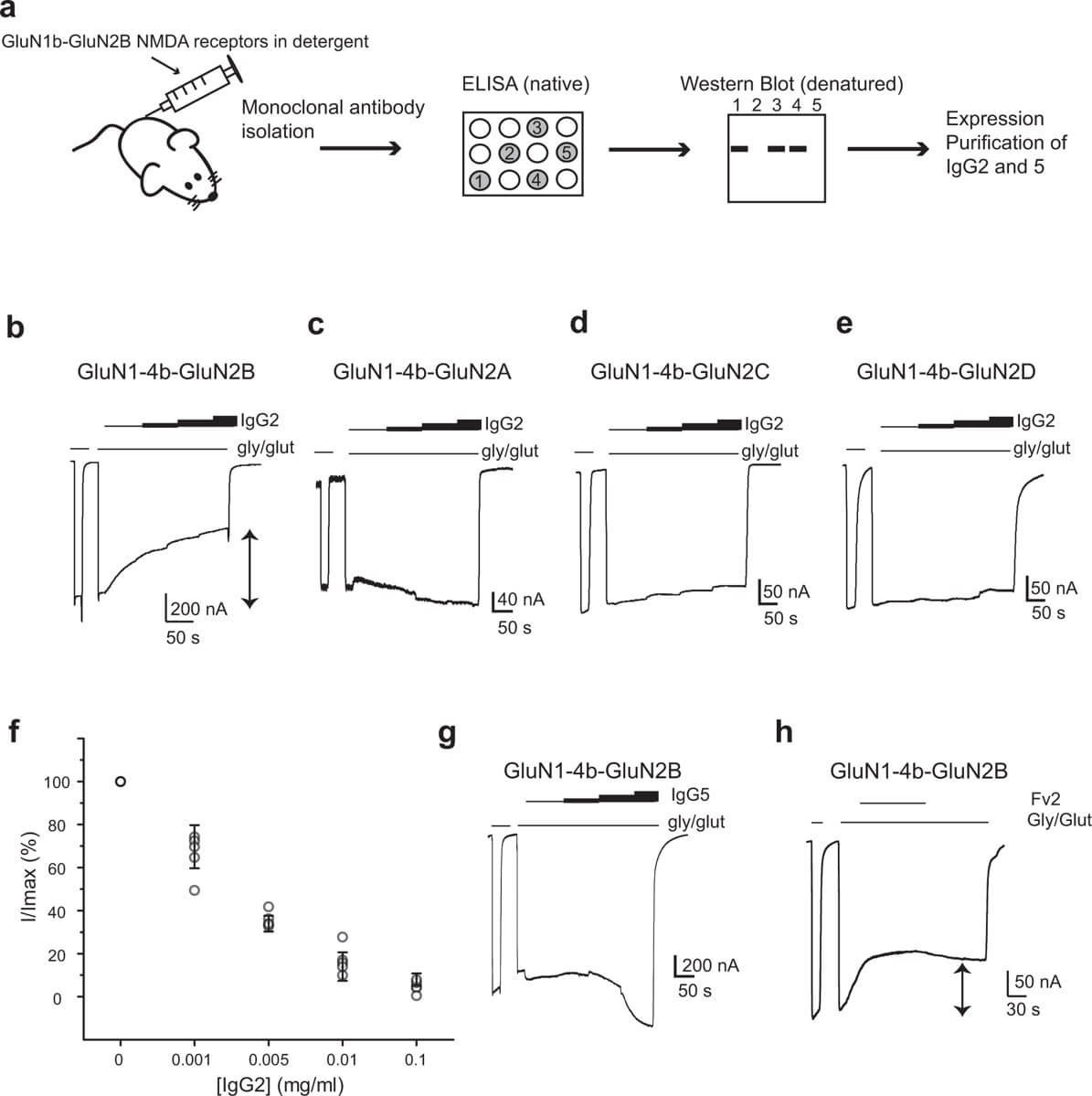Fig.2 Anti-GluN1-GluN2B NMDA receptor IgG isolation and characterization.